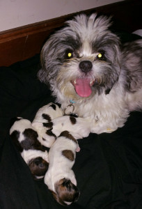 Puff and puppies