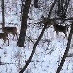 Deer Backyard
